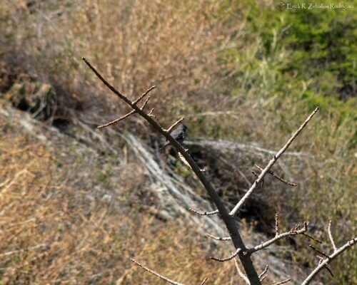 Grey-crested Finch (Lophospingus griseocristatus), photo 7
