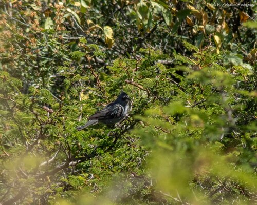 Grey-crested Finch (Lophospingus griseocristatus), photo 10