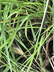 Platylyra californica