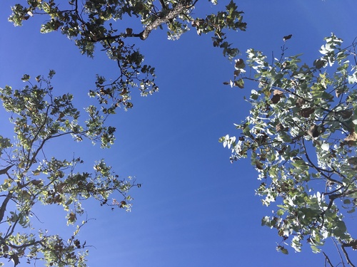 Eucalyptus shirleyi, photograph 3