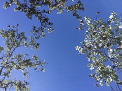 Eucalyptus shirleyi, photograph (c) Donna Belder, some rights reserved (CC BY)