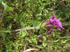 Glandularia canadensis