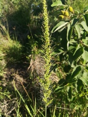Setaria macrostachya