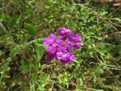 Glandularia canadensis
