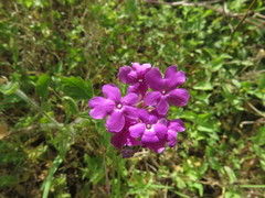 Glandularia canadensis