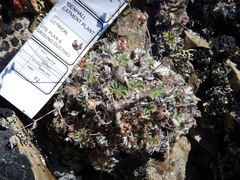 Potentilla subvahliana