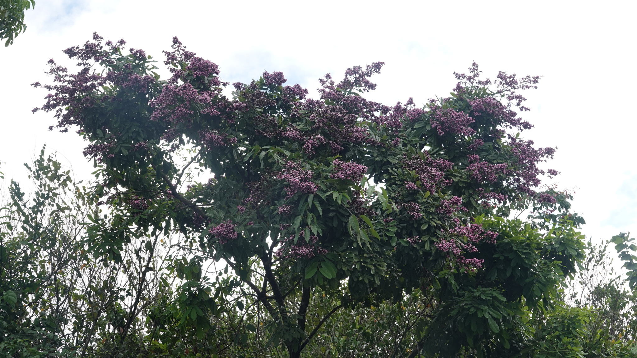 Imagem de Paricá