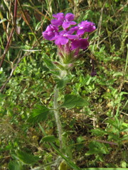 Glandularia canadensis