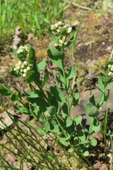 Comandra umbellata californica