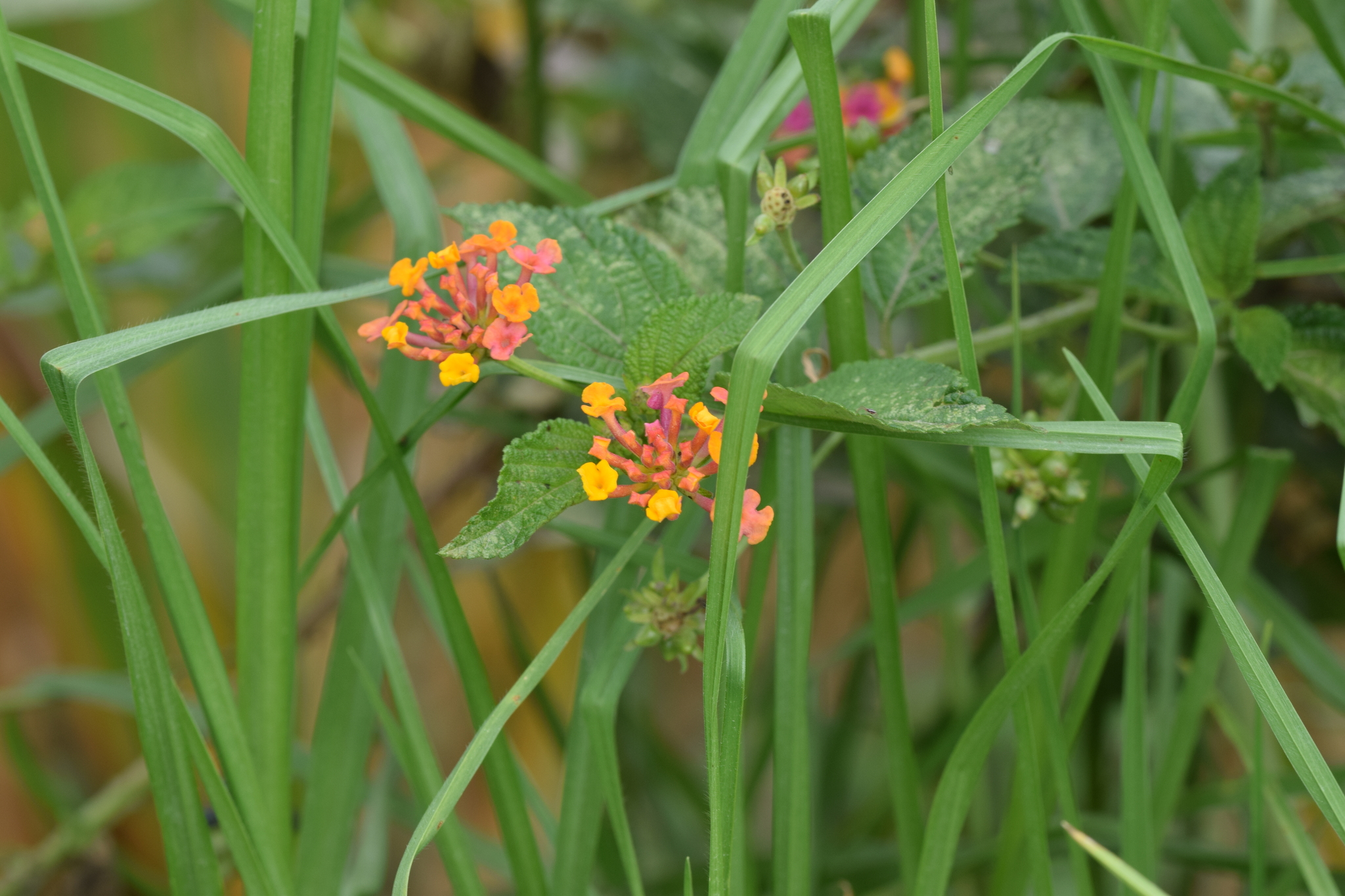Lantana image