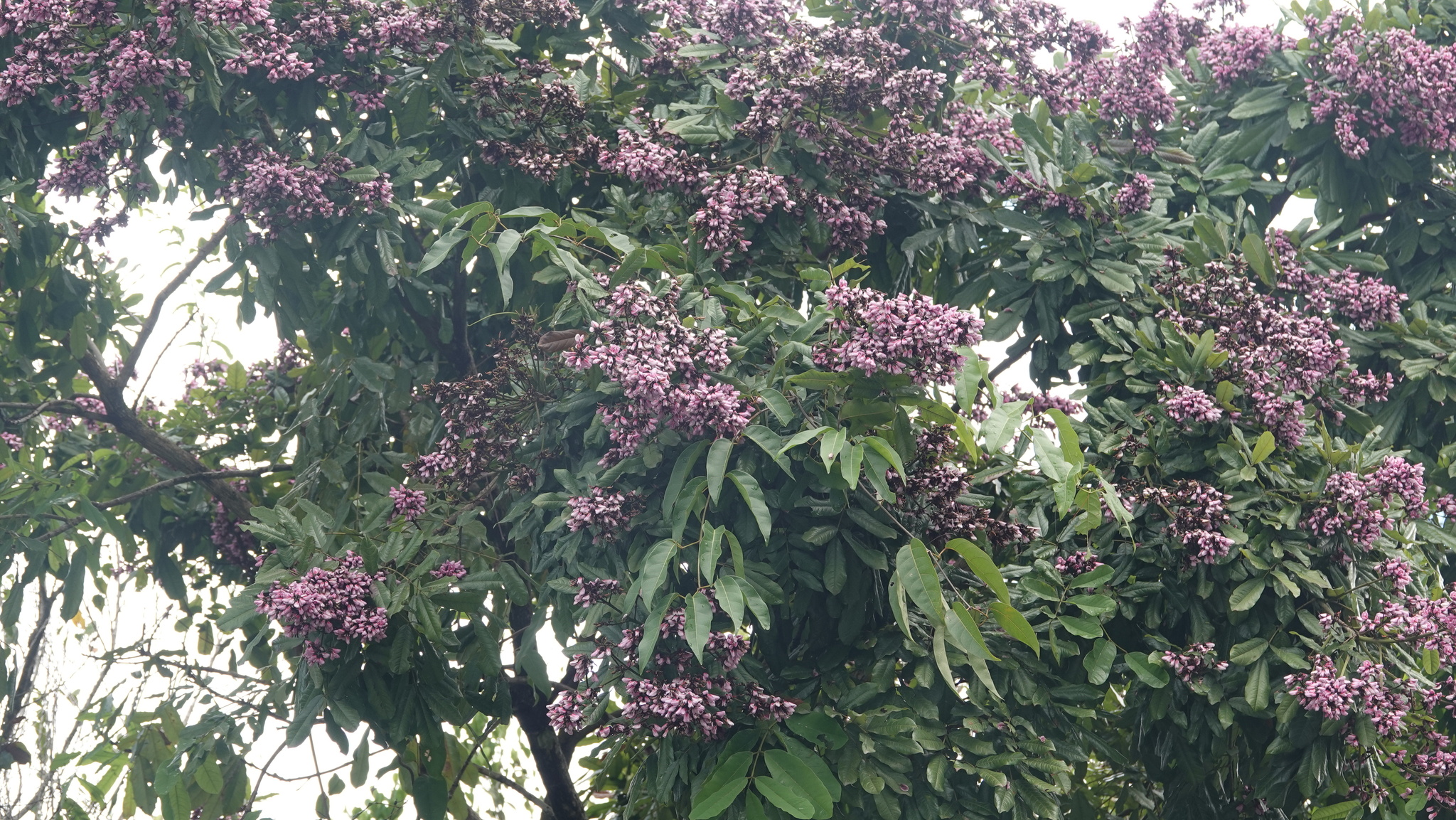 Imagem de Paricá