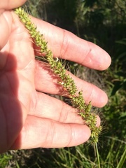 Setaria macrostachya