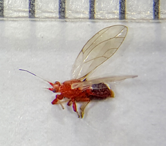 Bactericera antennata