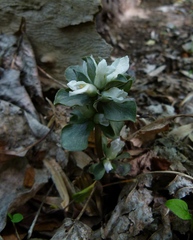 Obolaria virginica