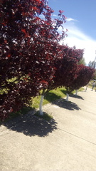 Prunus cerasifera pissardii