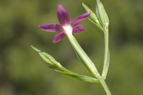 Slender Centaury