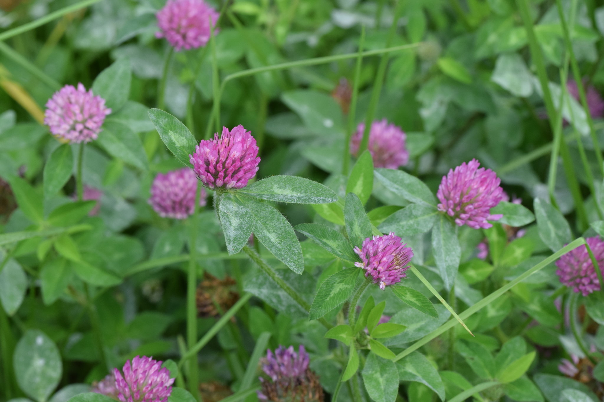 Trifolium image