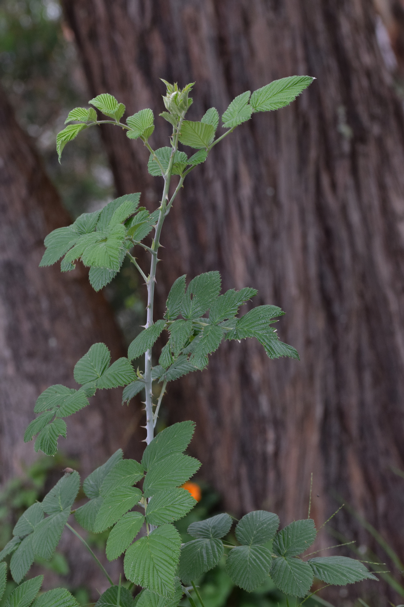 Rubus image