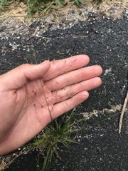 Eragrostis intermedia