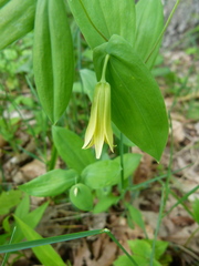 Uvularia perfoliata