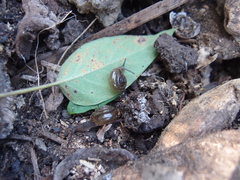 Macrochlamys hippocastaneum