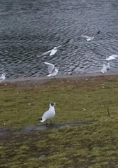 Chroicocephalus ridibundus