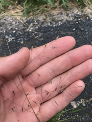 Eragrostis intermedia
