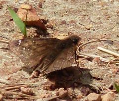 Erynnis juvenalis juvenalis