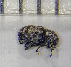 Anthribinae