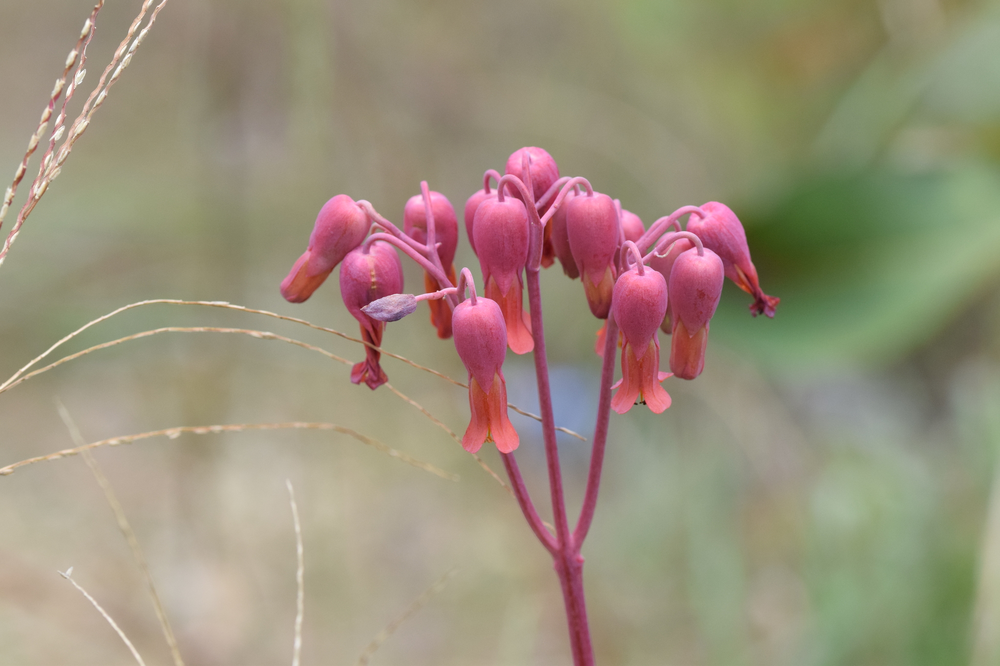 Crassulaceae image