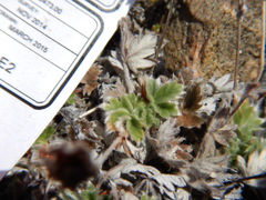 Potentilla subvahliana