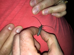 Knulliana cincta cincta