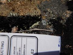 Potentilla subvahliana