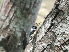 Aulacidae