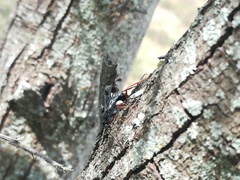 Aulacidae