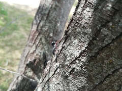 Aulacidae