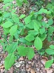 Dirca decipiens