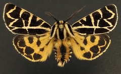 Apantesis nevadensis