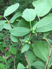 Dirca decipiens