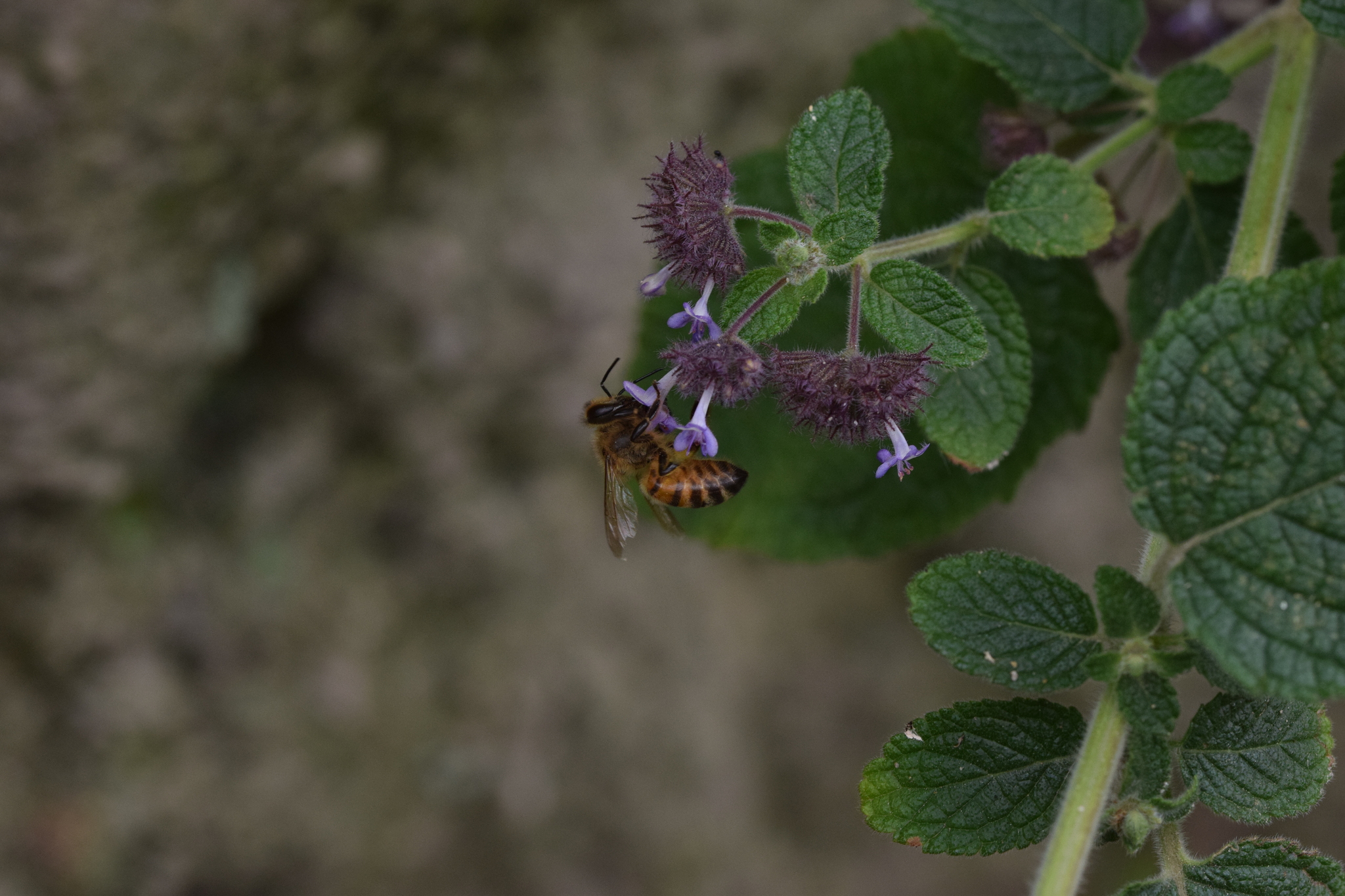 Apis mellifera image