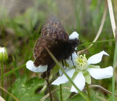 Erynnis juvenalis juvenalis