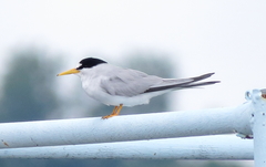 Sternula antillarum athalassos