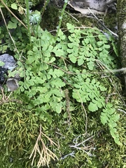 Cystopteris protrusa