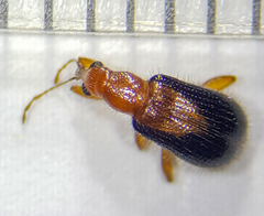 Eugnamptus cinctus