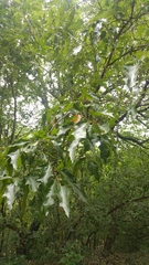 Quercus canbyi, photograph (c) Liliana Ramírez-Freire, some rights reserved (CC BY)