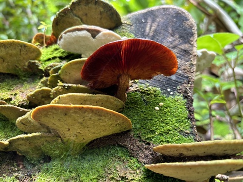 Gymnopilus observed 2024-04-13