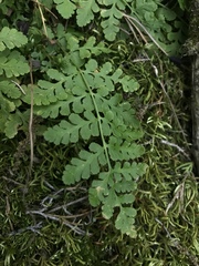 Cystopteris protrusa