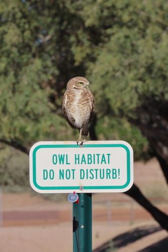 Burrowing Owl photographed in Arizona
