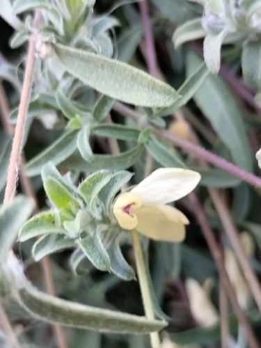 Image of Tetramerium nervosum by no rights reserved