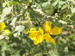 Parkinsonia texana macra